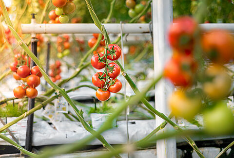 Tomate
