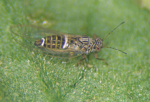 Paratrioza (Pulgón saltador de la papa/tomate)
