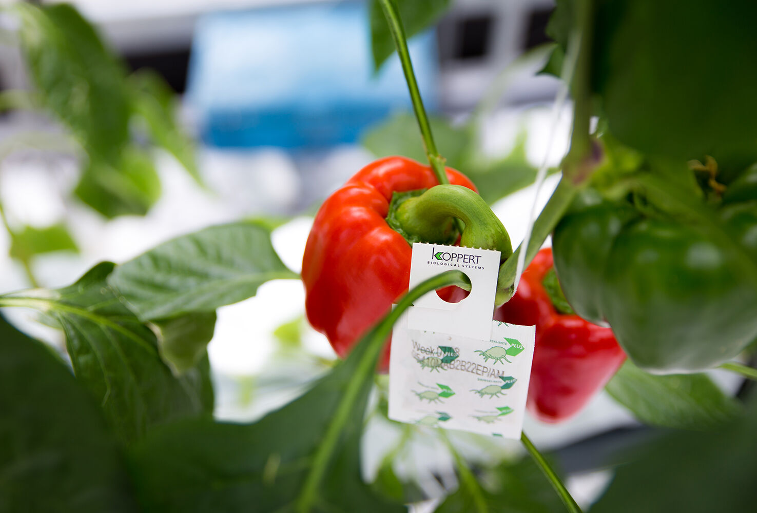 MIP: El camino hacia un enfoque exitoso