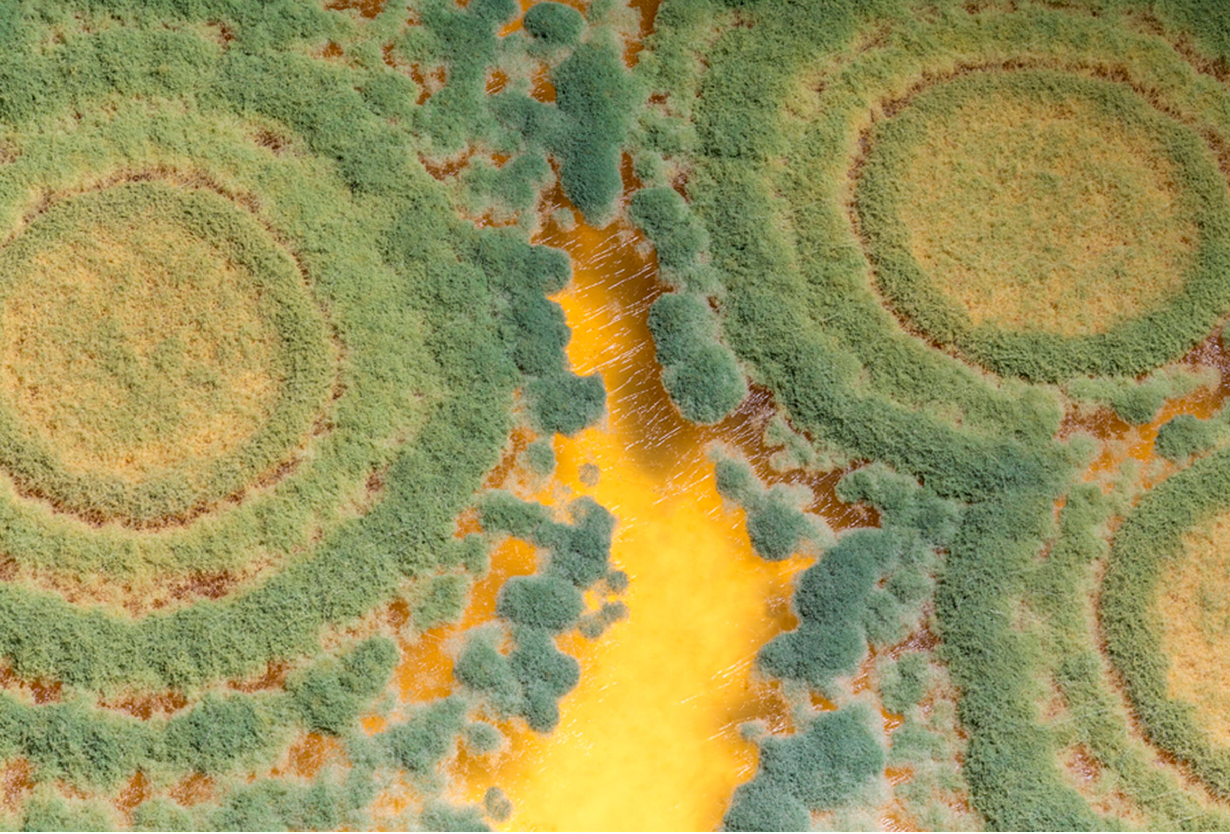 ¿Cómo iniciar el ciclo con un cultivo fuerte y sano desde la raíz?