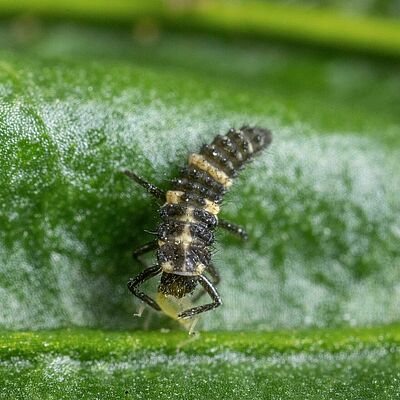 Coleomegilla maculata larva estadio 3