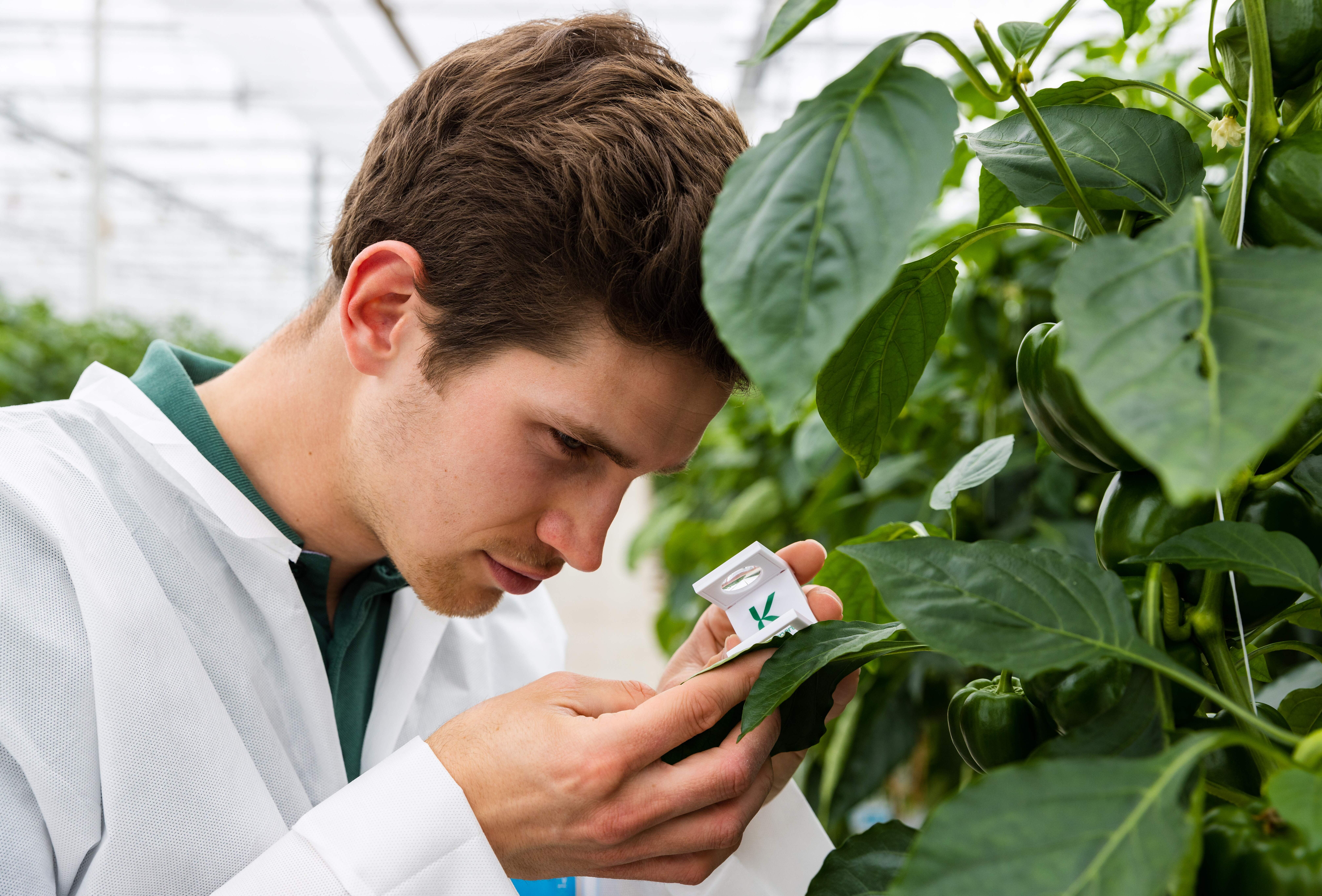 Control biológico efectivo: mantén un ojo en todo
