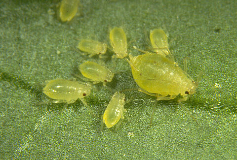 Pulgón verde del duraznero