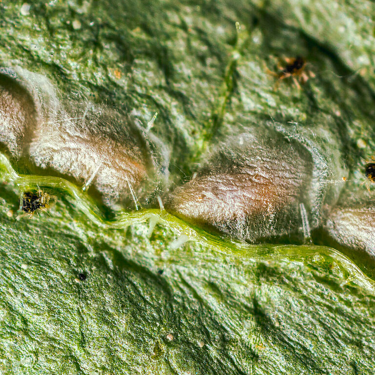 Feltiella acarisuga estadio de pupa