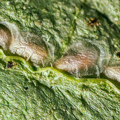 Feltiella acarisuga estadio de pupa