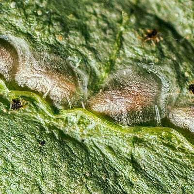 Feltiella acarisuga estadio de pupa
