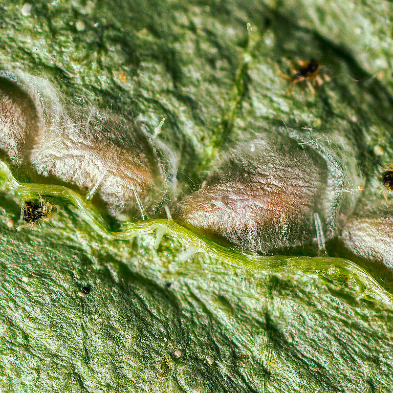Feltiella acarisuga estadio de pupa