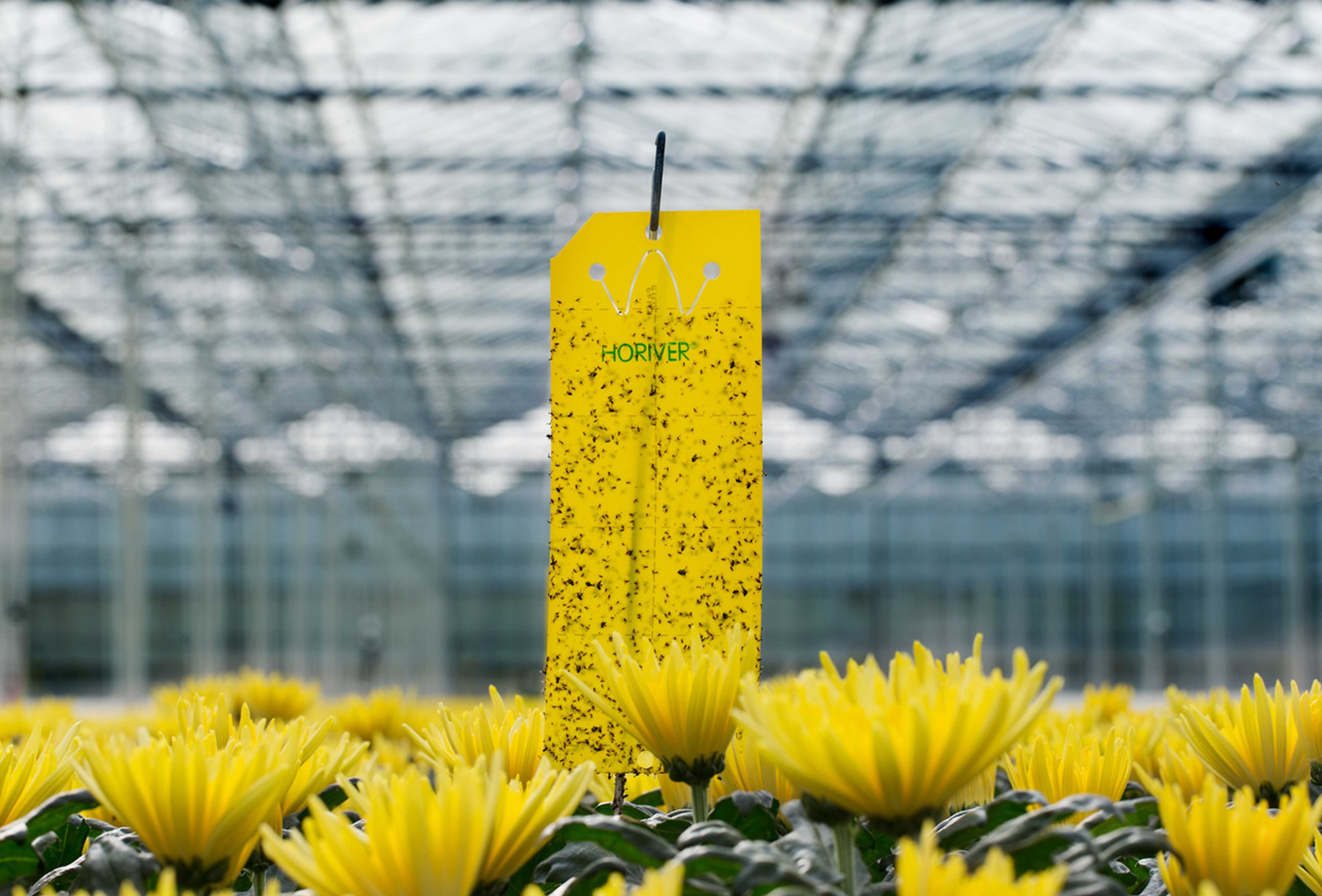 ¿Ya conoces la nueva Horiver?