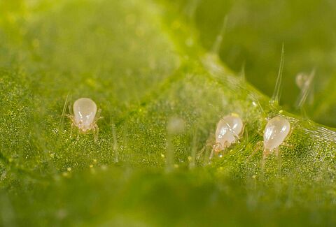 El verdadero reto es el establecimiento: por qué algunos enemigos naturales tienen ventaja desde el inicio