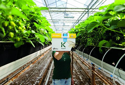 ¿Estás dando el manejo adecuado a tus colmenas de abejorros?