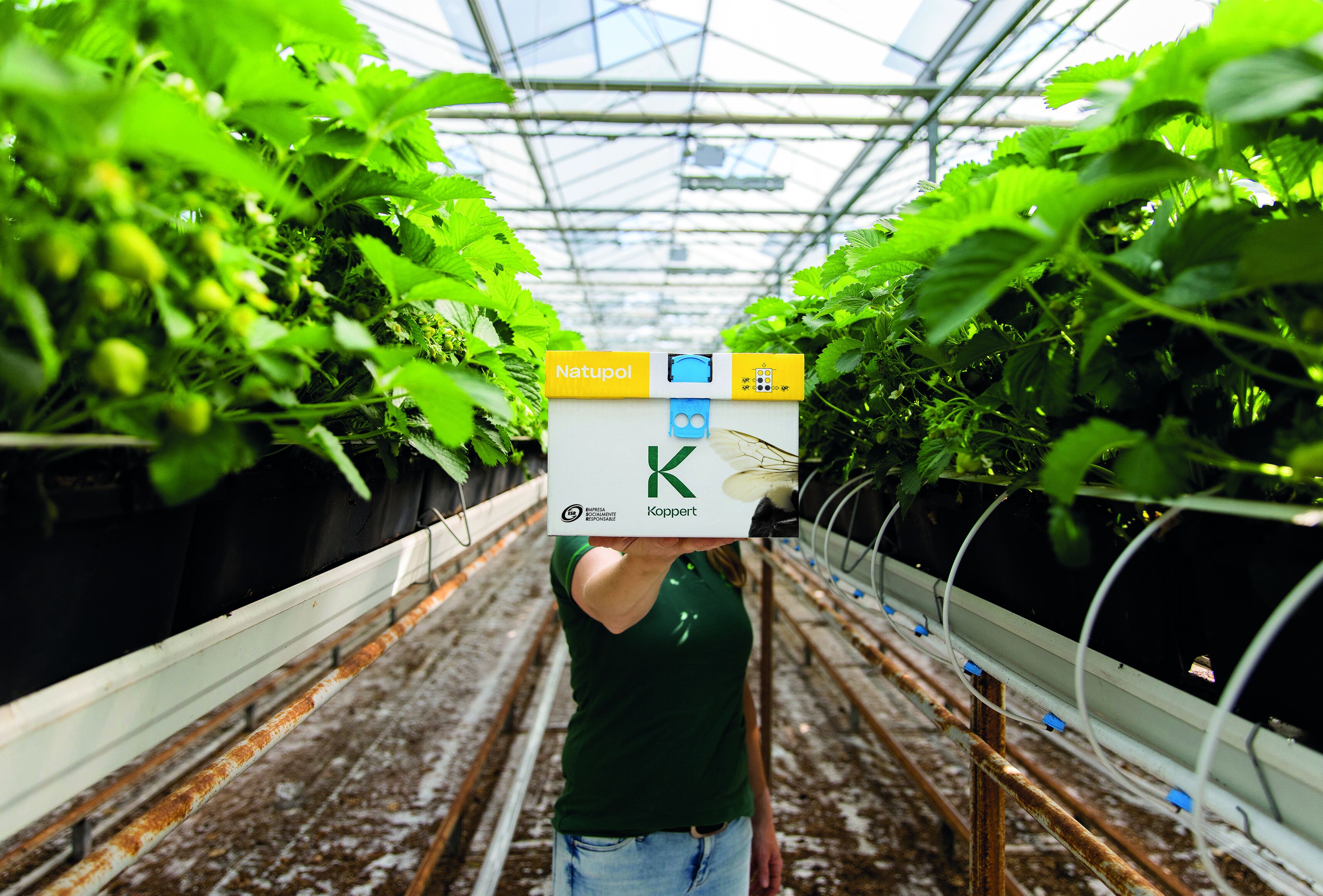 ¿Estás dando el manejo adecuado a tus colmenas de abejorros?