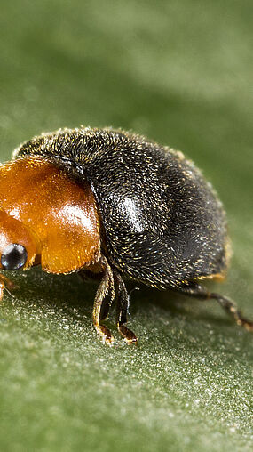 Cryptolaemus montrouzieri - © Koppert México de S.A. de C.V. Cryptolaemus montrouzieri