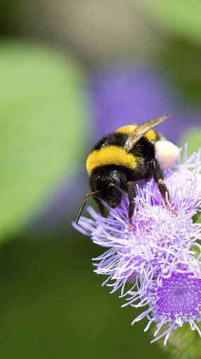 Bombus terrestris Koppert