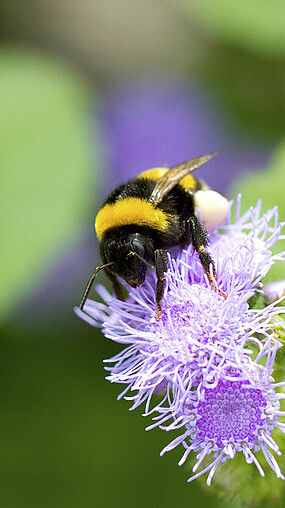 Bombus terrestris Koppert