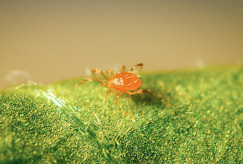 Phytoseiulus persimilis