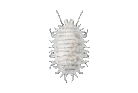 Escamas y piojos harinosos