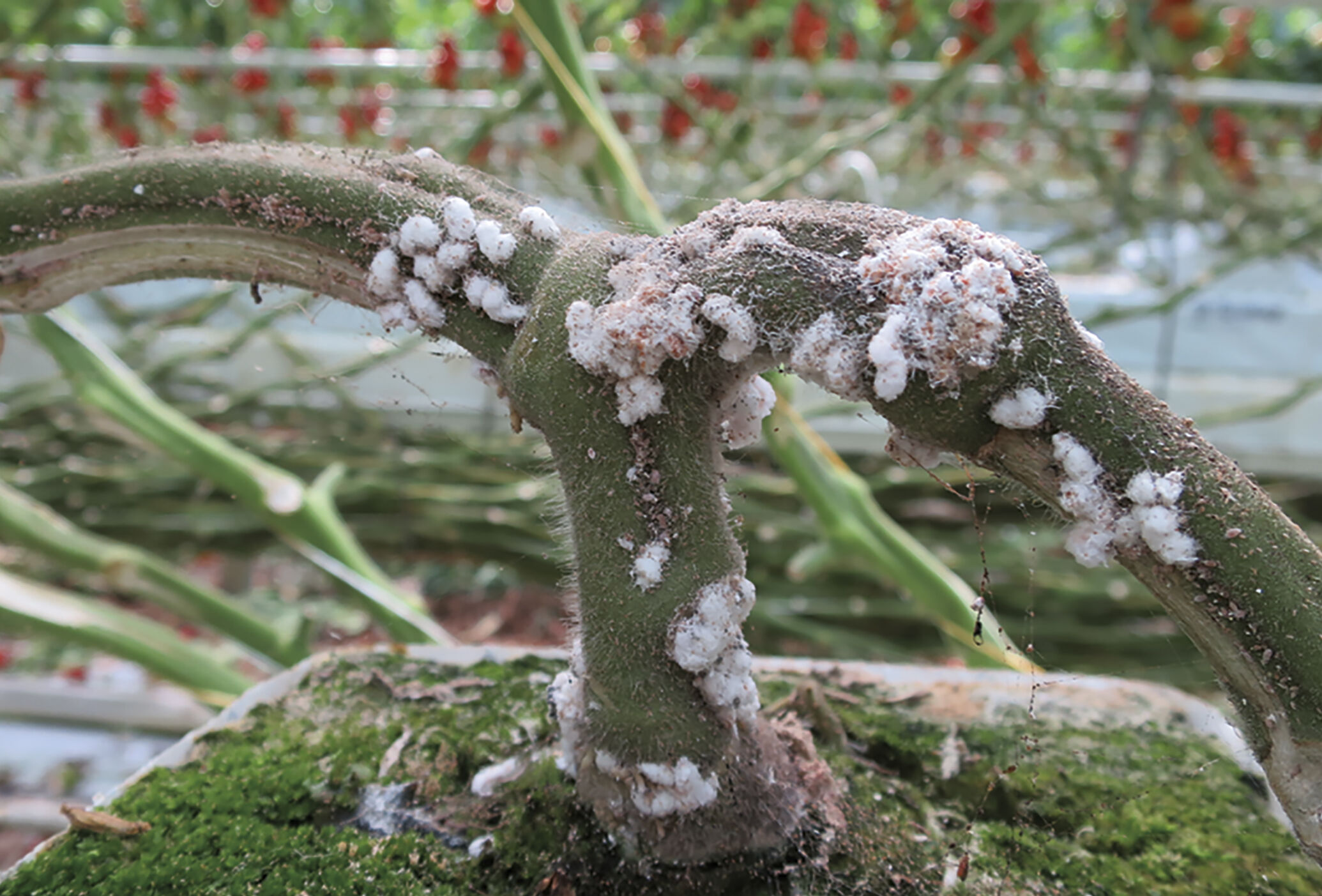Una mirada a las cuatro plagas más importantes en el tomate