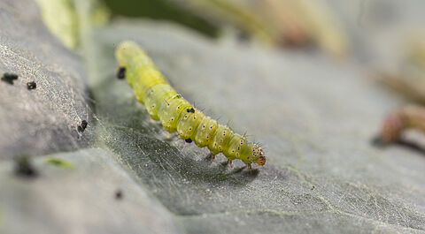 Palomilla dorso de diamante