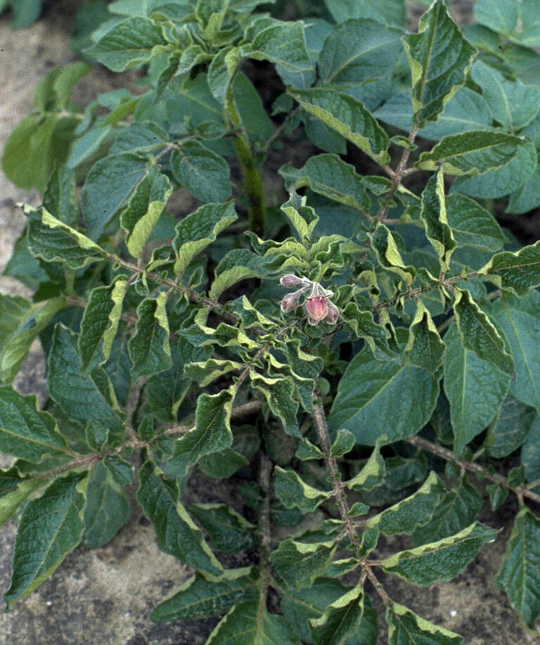 Tomato/Potato Psyllid Bactericera cockerelli Damage on potato plant