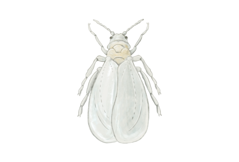 Moscas blancas