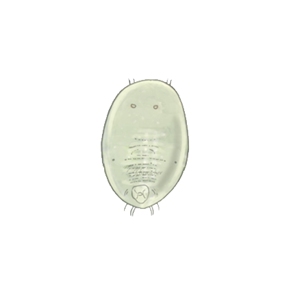 Greenhouse whitefly Trialeurodes vaporariorum third instar larva