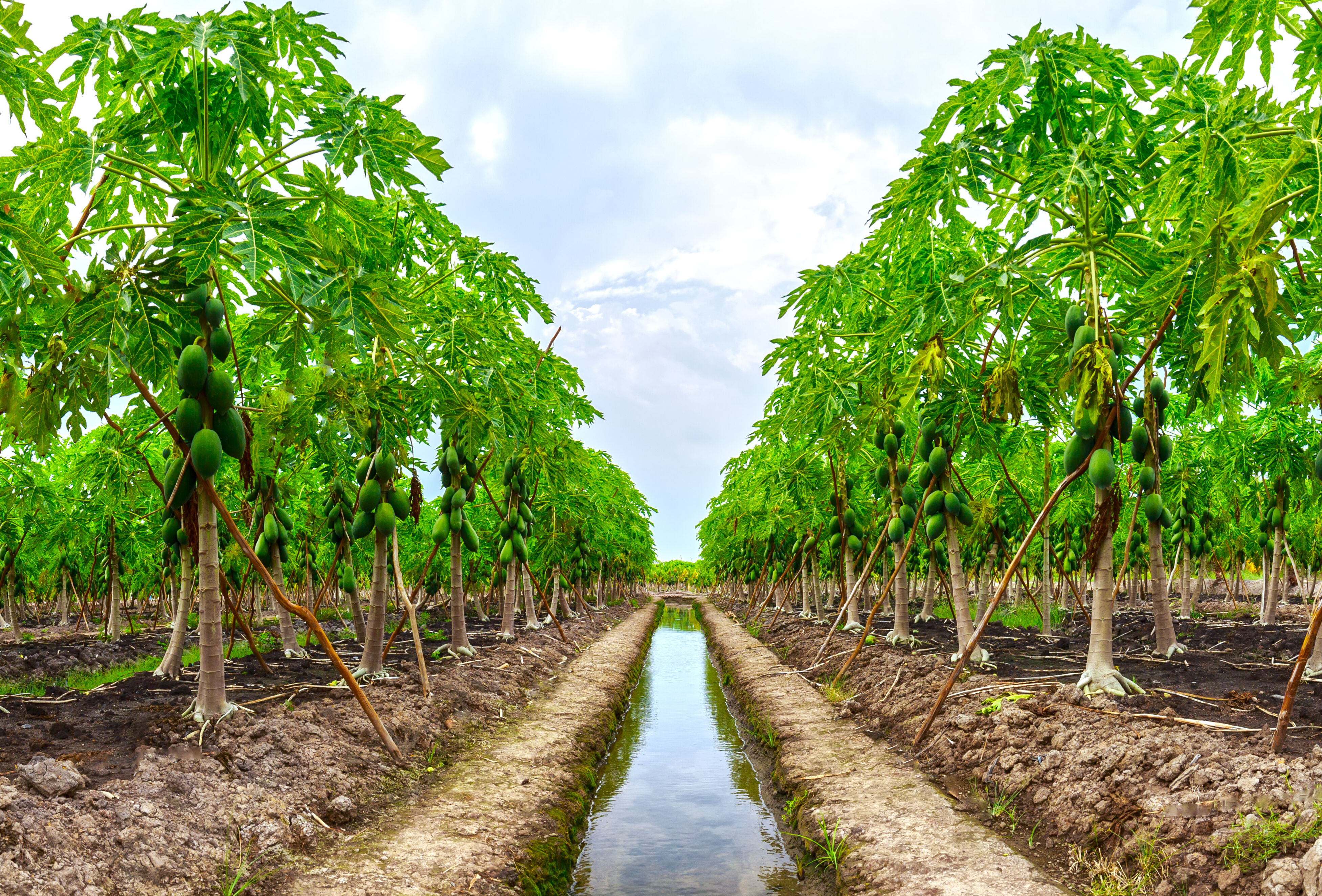 Avanza el control biológico en el cultivo de papaya