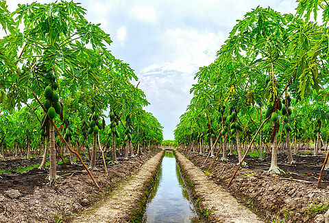 Avanza el control biológico en el cultivo de papaya