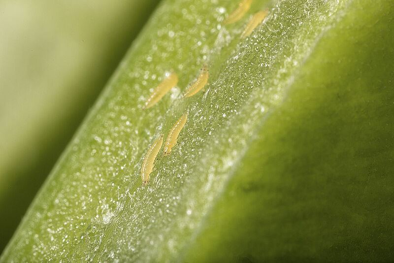 Californische trips (Frankliniella occidentalis)