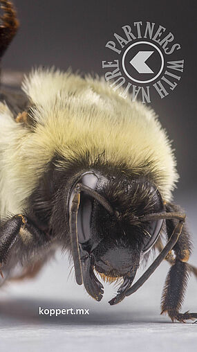 Bombus impatiens 