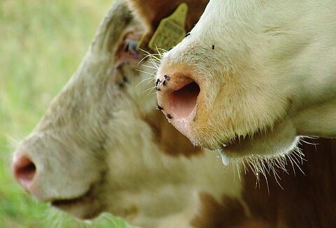 Control efectivo de moscas en establos con Biopar y Appibuster