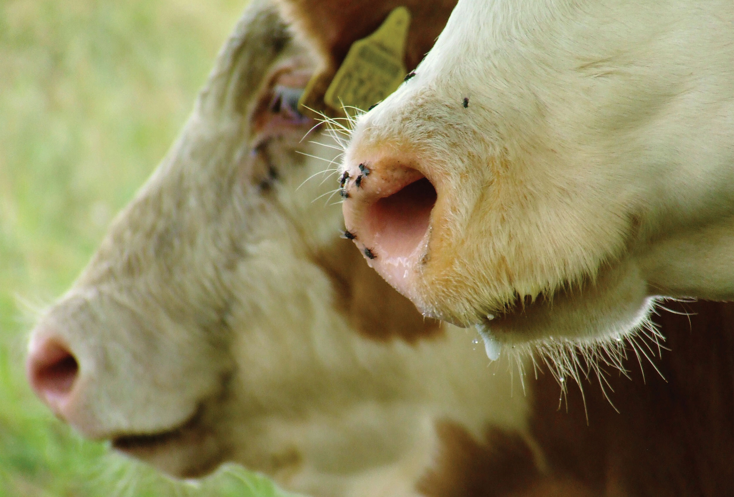 Control efectivo de moscas en establos con Biopar y Appibuster