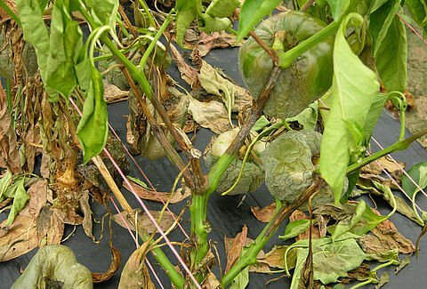 Tizón del pimiento