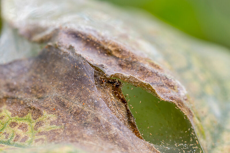 Damage caused by Two-spotted spider mite Tetranychus utricae
