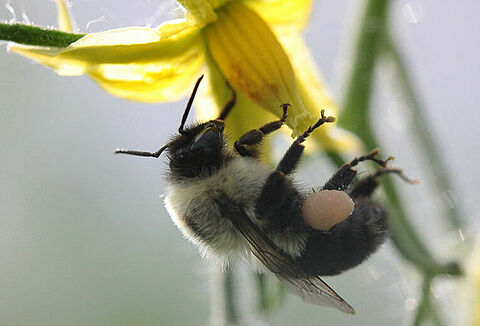 ¿Qué debo hacer para que mi colmena Natupol trabaje bien en el calor? (Parte 1)