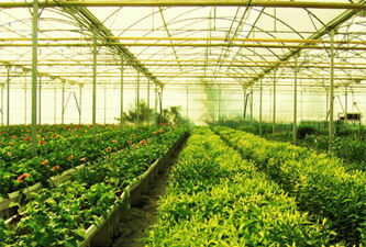 México crece en agricultura protegida