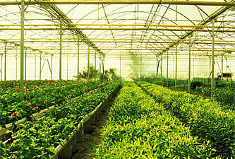 México crece en agricultura protegida