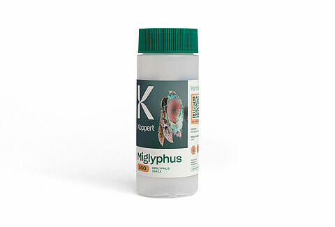 Miglyphus