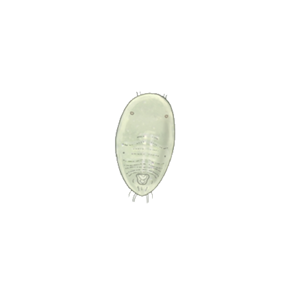 Greenhouse whitefly Trialeurodes vaporariorum second instar larva