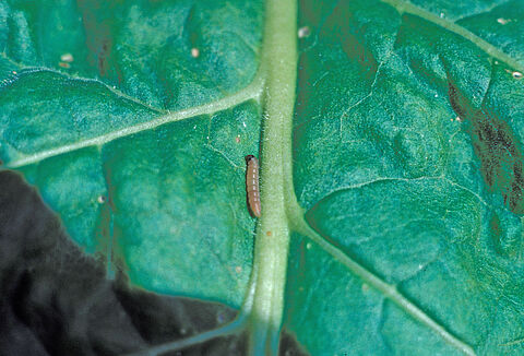 Palomilla de la papa