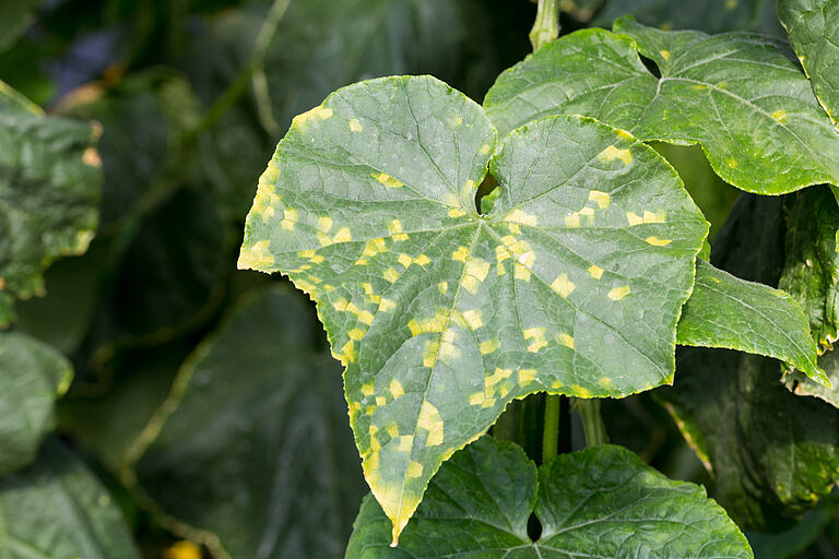 Cucumber leaf damage caused by Cucumber downy mildew Pseudoperonospora cubensis