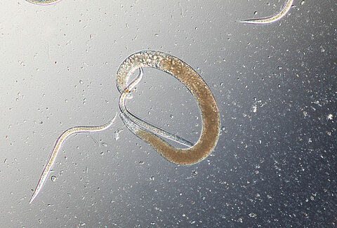 Detrás de la producción de los “pequeños héroes” de Koppert: nematodos para el control de plagas