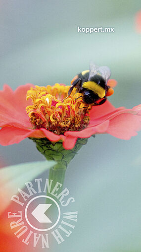 Bombus terrestris polinizando 