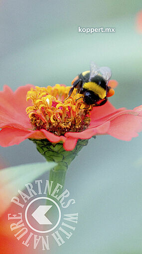 Bombus terrestris polinizando 