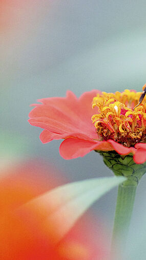 Bombus terrestris polinizando