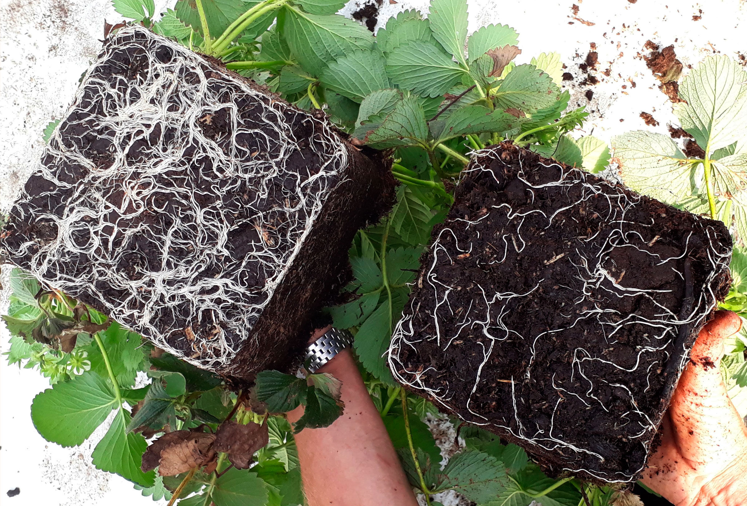 ¿Por qué utilizar especies de Trichoderma es una excelente idea para proteger las raíces de tus cultivos?