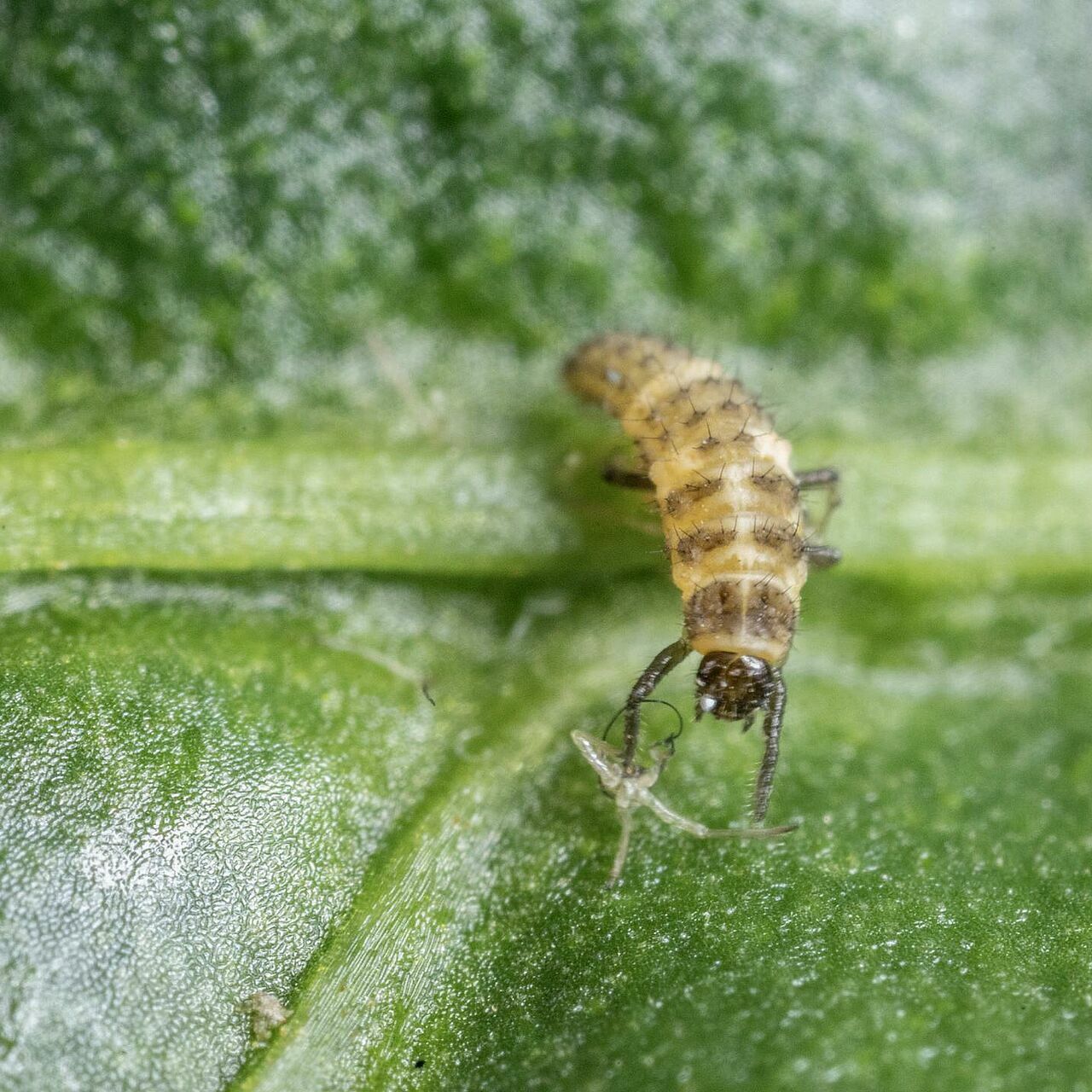 L1 de Coleomegilla maculata depredando a pulgón