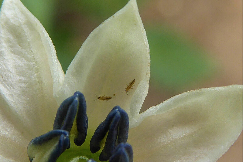 Adultos machos de Thrips parvispinus en flor.