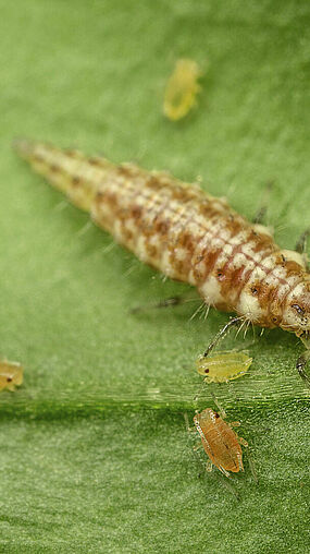 Chrysoperla carnea