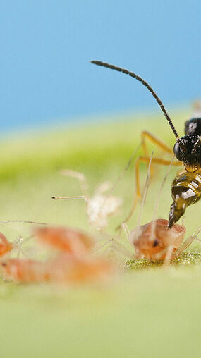 Aphidius colemani