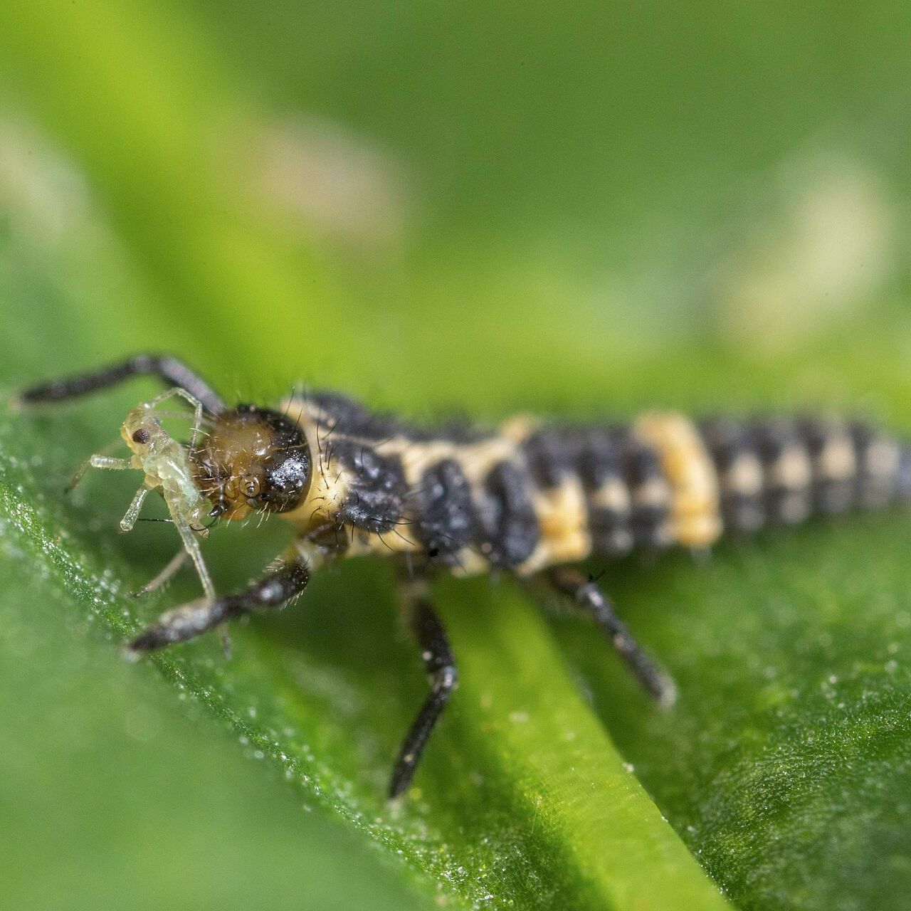L2 de Coleomegilla maculata depredando a pulgón